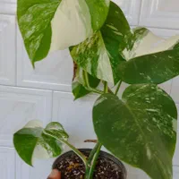 برگ انجیری ابلق/مانسترا ابلق/پنجه شیری ابلق