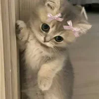 بلو بانک