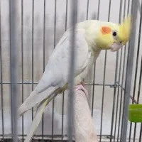 عروس هلندی ماده|پرنده|ری, شهرک نظامی|دیوار