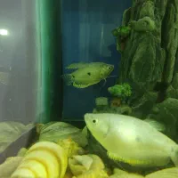 ماهی|ماهی|گرگان, |دیوار