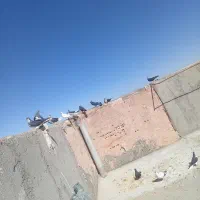 کفتر فروشی 15 تا دانه 300