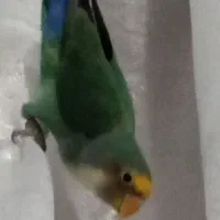 طوطی برزیلی ماده بسیار زیبا