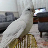 طوطی|پرنده|خرمدره, |دیوار