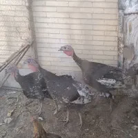 دو عدد بوقلمون