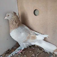 زرد سرور  هما سفید مهر پرشی