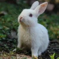 یک عدد خرگوش ناز۴۰۰