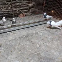 ۵جفت طوق لون همه بشرط گشت .هم زمینی ام هوایی