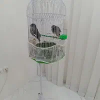 جفت مرغ مینا