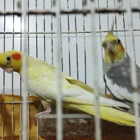 جفت عروس هلندی زعفرانی مولد