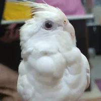 گمشده ،یابنده 6میلیون پاداش میگیرد