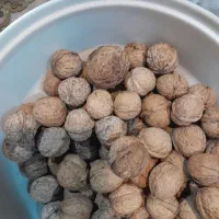 گردو زرین دشت