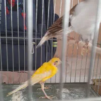 قناری نروماده|پرنده|قزوین, |دیوار