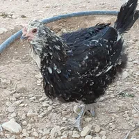 مرغ و خروس گلین  و تخم مرغ گلین،بوقلمون نر|حیوانات مزرعه|شیراز, درکی|دیوار