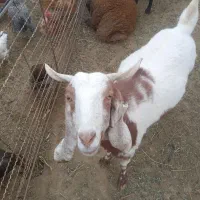 یک عدد بز ابستن با سه بره ماده