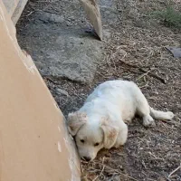 سگ اشپیتز ژاپنی