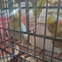 عروس هلندی گل باقالی
