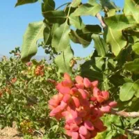 زمین پسته کاظم آباد