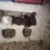 مرغ پاکوتا|پرنده|چالدران, |دیوار