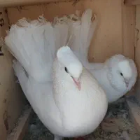 یک جفت چتری نژاد انگلیس