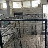 کفتر گنجه|لوازم جانبی حیوانات|رباطکریم, رباطکریم|دیوار