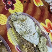 عسل کنار درجه یک