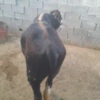 گوساله سمینتال ۱ سال چاق چاق
