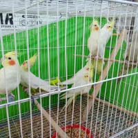 قناری عروس دستی