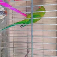 شاه طوطی و ماده ملنگو|پرنده|محمدبار, |دیوار