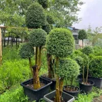 باغبانی کامیونداران احمد آباد نسیم شهر واوان|خدمات باغبانی و درختکاری|اسلامشهر, مسکن مهر اسلاشهر (شهرک امام خمینی)|دیوار