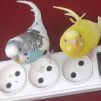 پرنده|پرنده|بندر کنگان, |دیوار