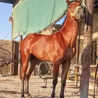 نریان سرودم گیر نوه توسن رسول خدابخش