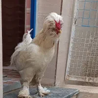 خروس پرشین زیبا