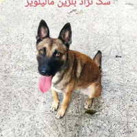 واگذاری رایگان توله مالینویز