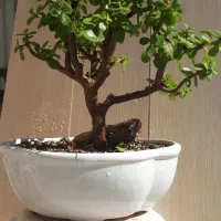 بونسای  درختچه خرفه یا جید بن سای