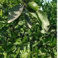 محصول باغ مرکبات درجه یک