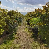 فروش باغ انگور