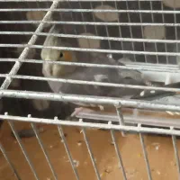 ۲عدد پرنده عروس هلندی قیمت خیلی پایین