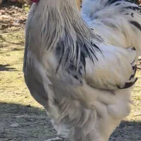 فروش مولدین برهما لایت|حیوانات مزرعه|سورک, |دیوار