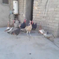 فروش بوقلمون نر وماده سالم ۱۱عدد|حیوانات مزرعه|فیروزآباد (فارس), |دیوار