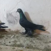 کبوتر|پرنده|تبریز, |دیوار