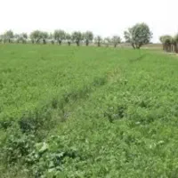 زمین-زراعی