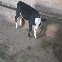 گاو شیری|حیوانات مزرعه|هریس, |دیوار