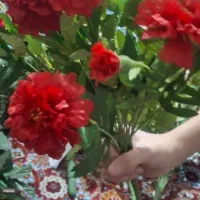 گل مصنوعی درحد نو|گل مصنوعی|تبریز, |دیوار