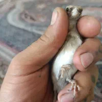 سهره|پرنده|کهریزک, |دیوار