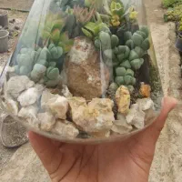 تراریوم باغ شیشه ای تولیدوتوزیع دست اول تک وعمده