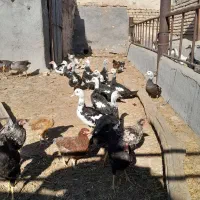 اردک اسرائیلی مرغ خروس و گلین وغاز