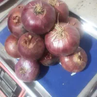 پیاز تازه و مواد غذایی