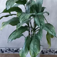 گل طبیعی|گل و گیاه طبیعی|جوانرود, |دیوار