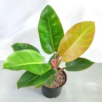 گل و گیاه آپارتمانی مناسب هدیه روز مادر|گل و گیاه طبیعی|بیرجند, |دیوار