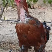 خروس لاری|حیوانات مزرعه|بومهن, |دیوار